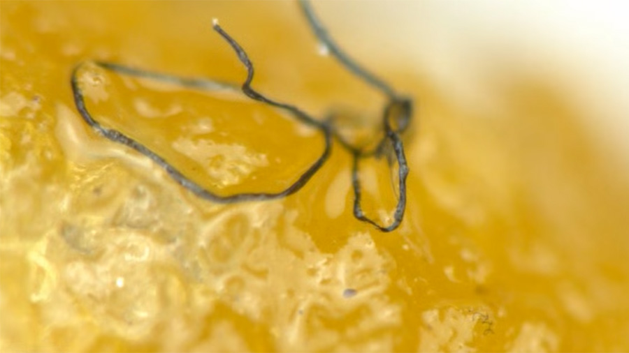 McDonalds Chicken McNuggets revealed under the microscope CWC Labs